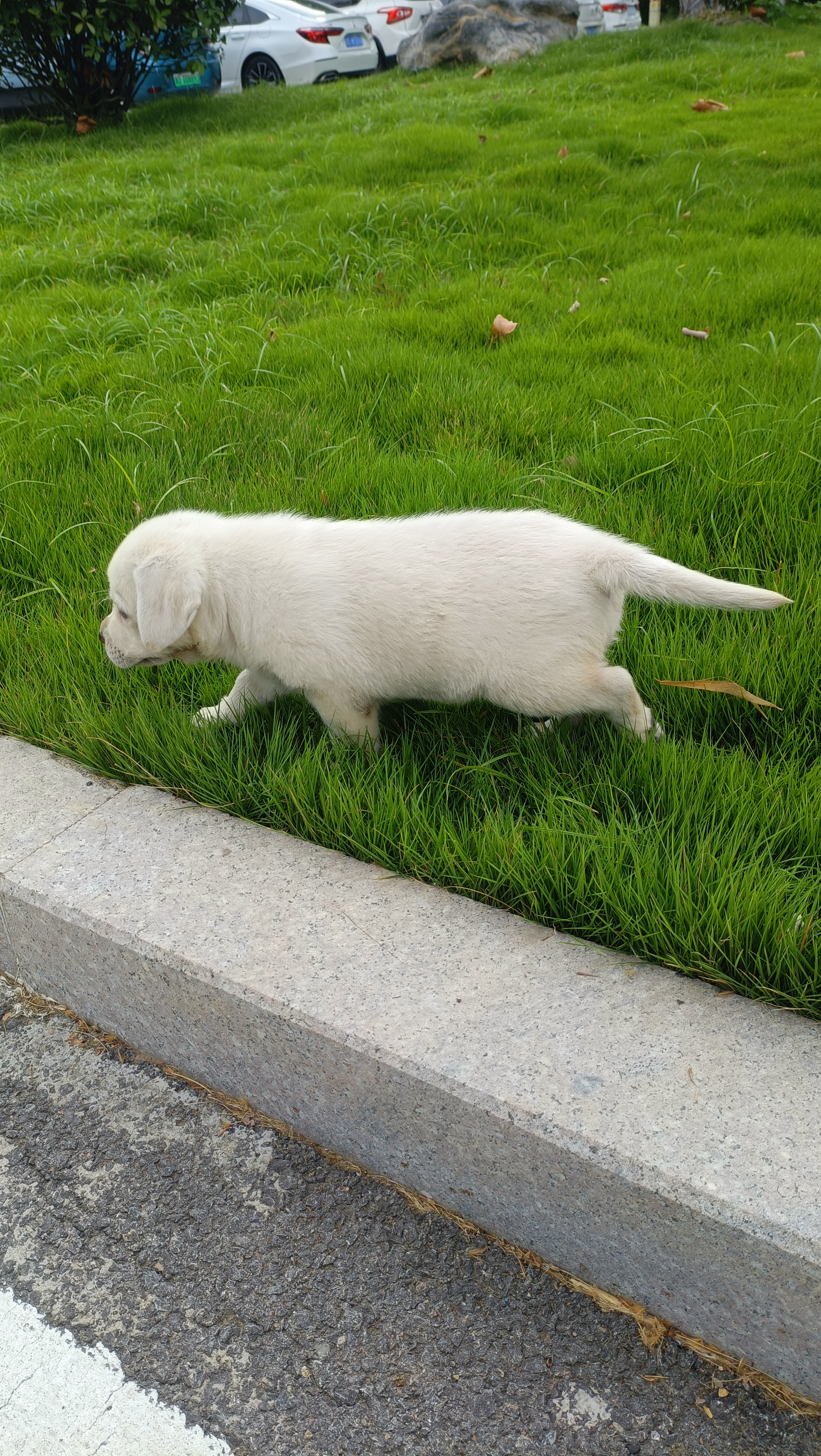 白色拉不拉多幼犬,性格活泼可爱,爱亲近人。